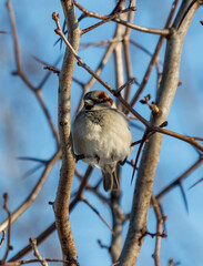 A small bird is perched on a branch of a tree