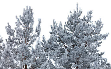Two evergreen trees covered in snow