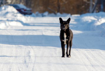 A black dog is standing on a snowy road