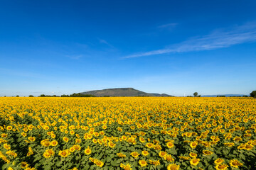 Beautiful sunflower flower blooming in sunflowers field with white cloudy and blue sky.