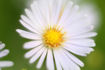 Fototapeta premium White flower in a meadow on a blurred background, macro photography