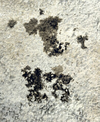 A dirty, grey surface with a few black spots
