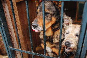 Two dogs sitting in a cage at an animal shelter portrait