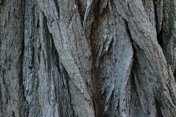 Close-up of tree bark texture with detailed patterns of cracks and layers. A natural design showcasing the uniqueness and age of the tree.