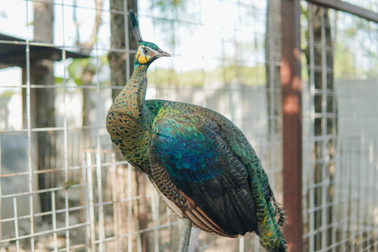 A portrait of a peacock or a blue peafowl, a large and brightly colored bird.