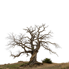 Fototapeta premium Artistic Depiction of a Barren Winter Tree Isolate On Transparent Background Cutout, PNG file, Cutout file