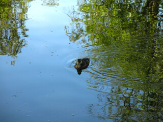 young ducklings swim in a summer pond