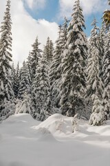 Snow covered trees in the mountains on day with blue sky