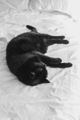 Black cat sleeping on white sheets