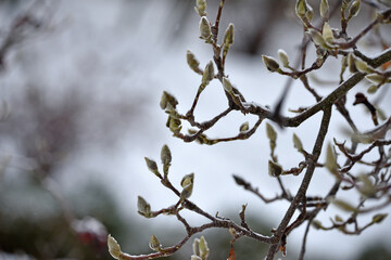 magnolia buds in ice. magnolia branch in early spring, close-up. Magnolia buds after the first snow. isolated on natural blurred background. beauty of nature. autumn park. cold season