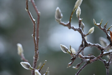 magnolia buds in ice. magnolia branch in early spring, close-up. Magnolia buds after the first snow. isolated on natural blurred background. beauty of nature. autumn park. cold season. space for text