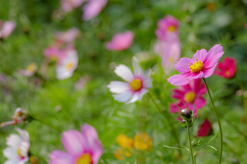 Colourful Cosmos flowers are blooming in the field