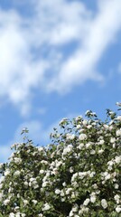 Hyper realistic photo of Beautiful spring border, blooming rose bush against the blue sky --chaos 10 --ar 9:16 --style raw --stylize 0 --v 6.1 Job ID: 3b48e5eb-6d93-4f9e-a49a-8168e6ab6f6c