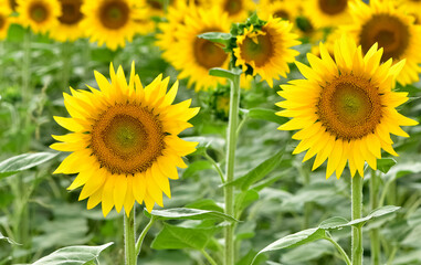 Obraz premium yellow flowers, agricultural products. photos of sunflowers.