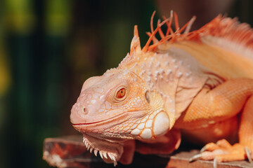Red iguana is laying down on a wooden surface under sunlight, enjoying sunbath.