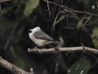 marsh tit perching on a twig