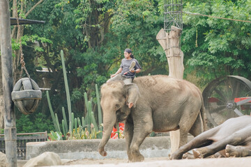 A man rides an elephant in a zoo for a live show.