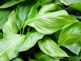 Obraz premium Close-up View of Lush Green Leaves, A Detailed Exploration of Natural Beauty