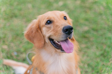 a joyful Golden Retriever strolling through a lush green field, its golden fur shimmering under the sunlight. With a cheerful expression and wagging tail, the dog radiates happiness and energy