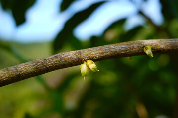 The small flowers of the abiu are attached to the brown branches of the abiu tree.