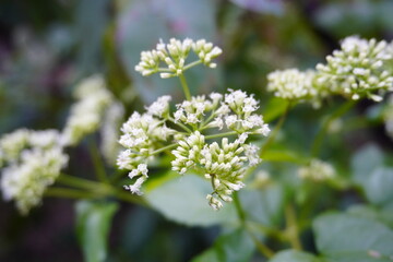 A weed with small white flowers that grow in clusters in the forest.
