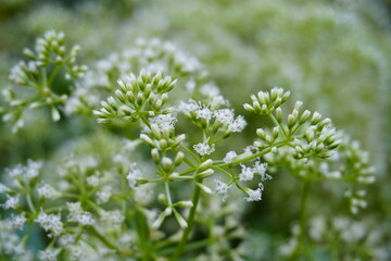A weed with small white flowers that grow in clusters in the forest.