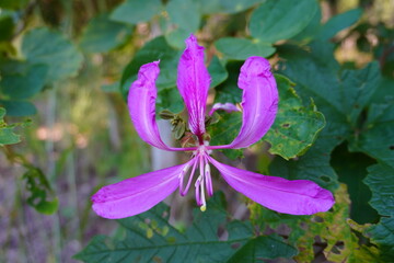 Pink Bauhinia flowering tree blooming in Israel, Closeup of Purple Orchid Tree flowers. Purple Bauhinia purpurea or Bauhinia blakeana.