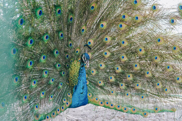 Obraz premium A beautiful blue peacock with its tail spread out, displaying and fanning its feathers tail.