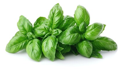 Fototapeta premium Fresh Green Basil Sprig