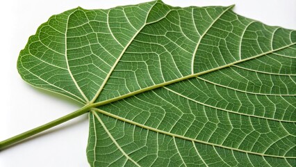 Obraz premium A close-up of a single large green leaf with intricate veins, leaf details, leaf texture, leaf macro photography