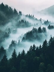 Misty Mountain Forest: A Serene Landscape of Enchanting Beauty