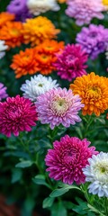 Obraz premium A Stunning Display of Colorful Chrysanthemums, Vibrant Autumnal Flowers in a Garden Setting