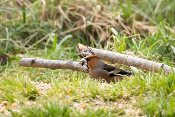 Grubodziób, pestkojad, grabołusk (Coccothraustes coccothraustes) © Robert