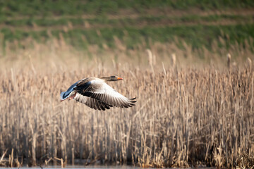 Gęgawa, gęś gęgawa (Anser anser) © Robert