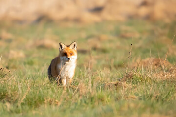 Lis rudy , lis pospolity (Vulpes vulpes) © Robert