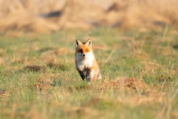 Lis rudy , lis pospolity (Vulpes vulpes)