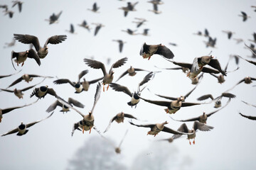 Bernikla białolica (Branta leucopsis) © Robert
