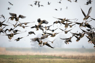 Bernikla białolica (Branta leucopsis)