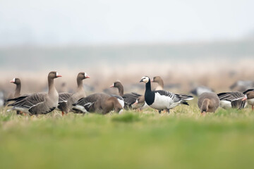 Bernikla białolica (Branta leucopsis)