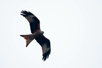 Potrzos (Schoeniclus schoeniclus)