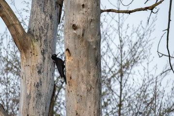 Dzięcioł czarny (Dryocopus martius)