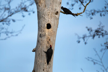 Dzięcioł czarny (Dryocopus martius)