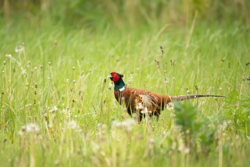 Bażant (Phasianus colchicus) 