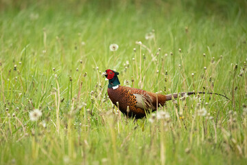 Bażant (Phasianus colchicus) 