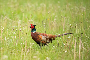 Bażant (Phasianus colchicus) 