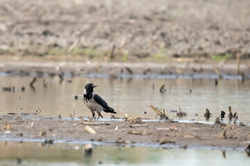 Wrona siwa, wrona (Corvus corone)