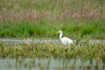 Czapla biała (Ardea alba)