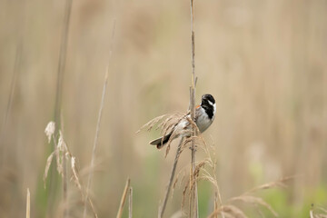 Potrzos (Schoeniclus schoeniclus)