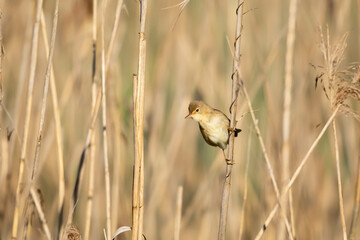 Trzciniak, trzciniak drozdówka (Acrocephalus arundinaceus) 