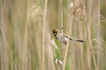 Potrzos (Schoeniclus schoeniclus)